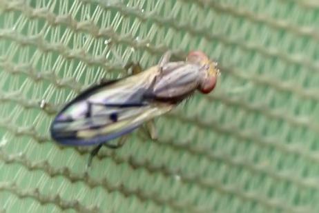 Opomyza sp.